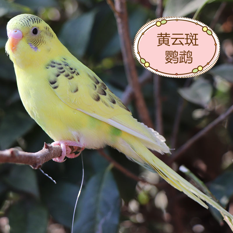 노란 구름 반점(Bao Xue의 말)이 시작하는 방법을 가르쳐 줄 수 있습니다.