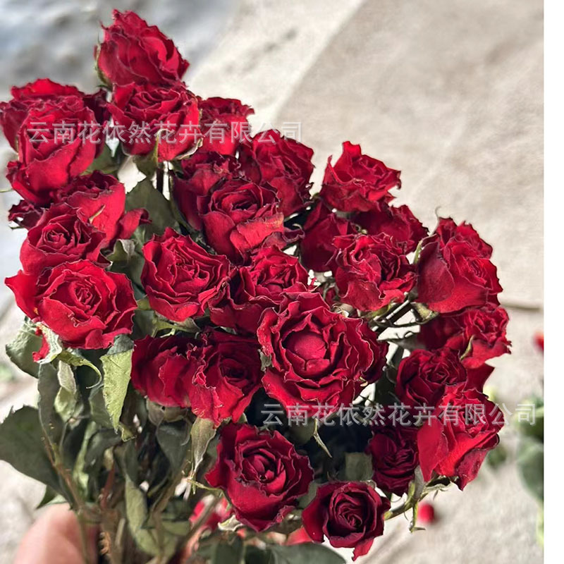 Flor seca Flor eterna Gypsophila Bola de oro No me olvides Flor seca Rosa hoja de eucalipto Pine Fruit Lover Grass al por mayor