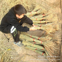 天然稻穗干花花束 稻谷干花永生花舞台道具水稻干花 干稻穗