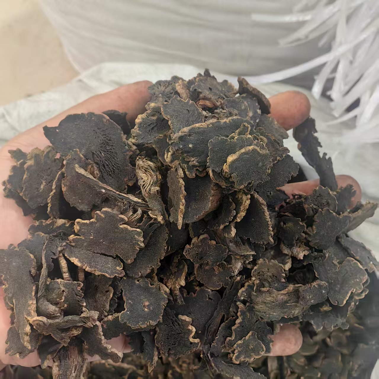 Xuan Shen Figwort Root Powder 500g Traditional Chinese Herb Scrophularia ningpoensis quality and texture