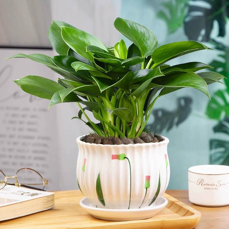 3 골드 다이아몬드 25-30cm 연잎 도자기 분지 + 영양 용액