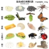 5 sets of insect growth cycle