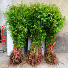 速生水杉树苗水杉小苗园林绿化植物庭院户外地栽盆栽南方北方水杉