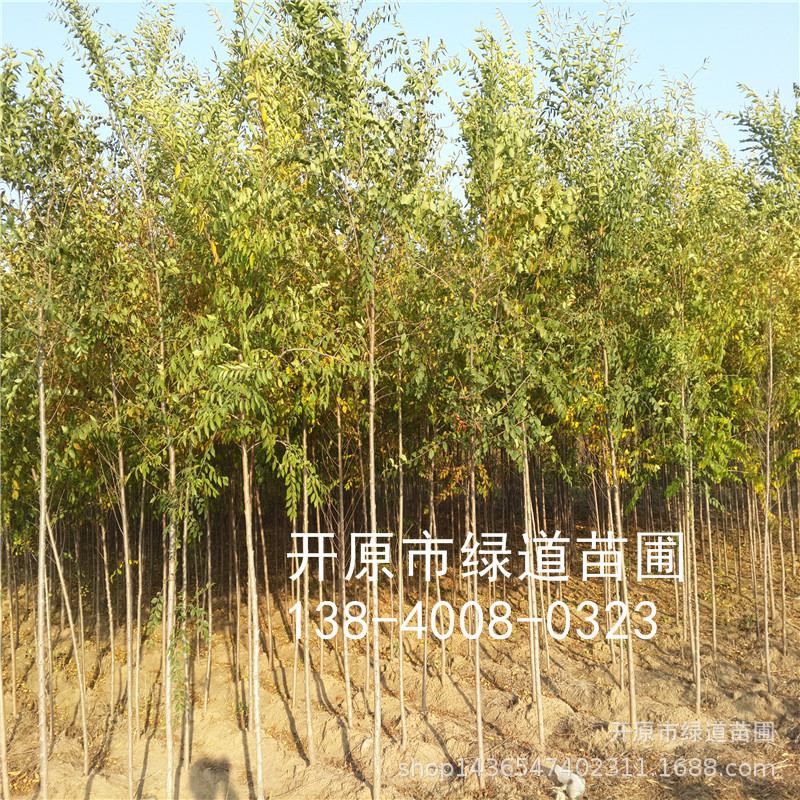 供应 白榆1-10公分 白榆行道树 东北白榆树苗 辽宁白榆小苗-阿里巴巴