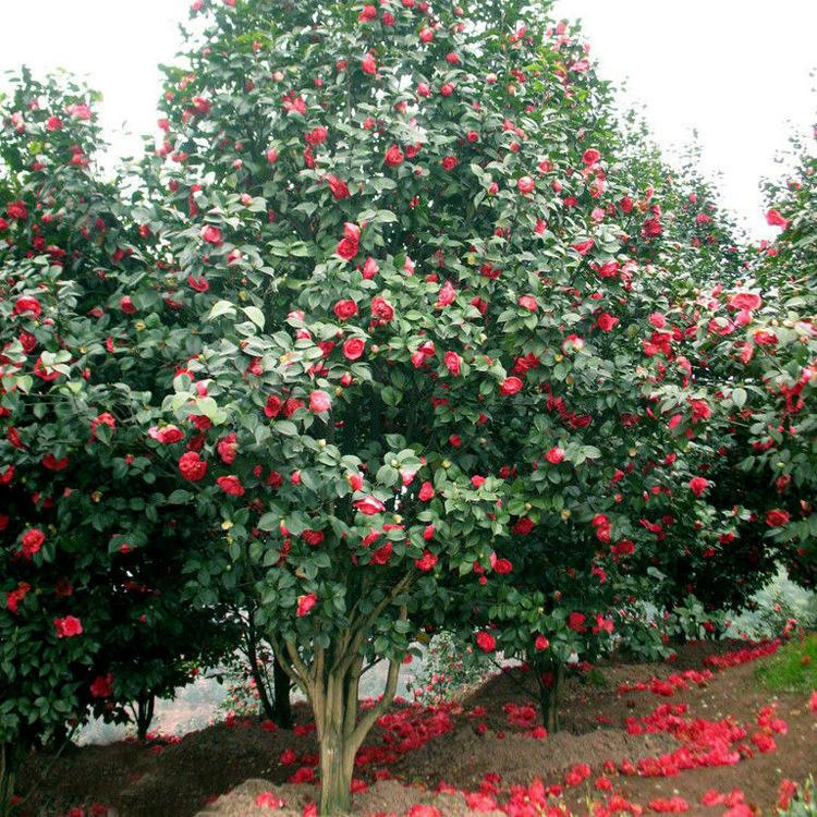 В питомнике продаются морозостойкие камелии, четырехсезонные камелии, садовые комнатные цветы и растения с непрерывным цветением.