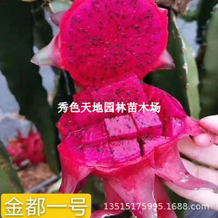 Red Heart Dragon Fruit Seedling Tree Grafted Bird's Nest Dragon Fruit Seedling Jindu No. 1 Potted Extra Large Gui Honglong Fruit in the Same Year