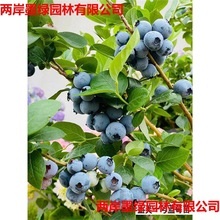 Ї{һ̖{ݮϱNֲ{ݮͥԺ