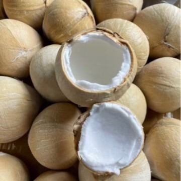 Hainan Coconut Mother-Child Grade Milk Fragrance Coconut Whole Box Gift Box Hainan Specialty Seasonal Fruit Fresh Small Milk Coconut Hainan Coconut Mother-Child Grade Milk Fragrance Coconut Whole Box Gift Box Hainan Specialty Seasonal Fruit Fresh Small Milk Coconut