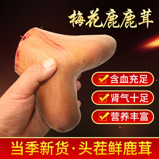 Jilin Velvet Antler New Cut Plum Blossom Velvet Antler Fresh with Pruning 200g Fresh Antler