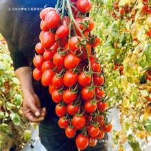 圣女果孕妇酸甜樱桃番茄一整箱小番茄正小西红柿新鲜应季水果红色