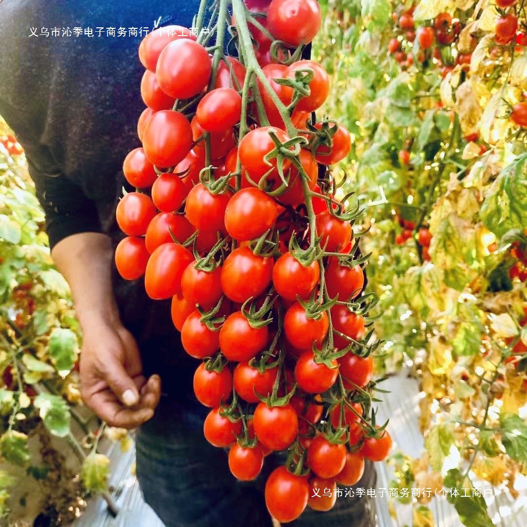 圣女果孕妇酸甜樱桃番茄一整箱小番茄正小西红柿新鲜应季水果红色