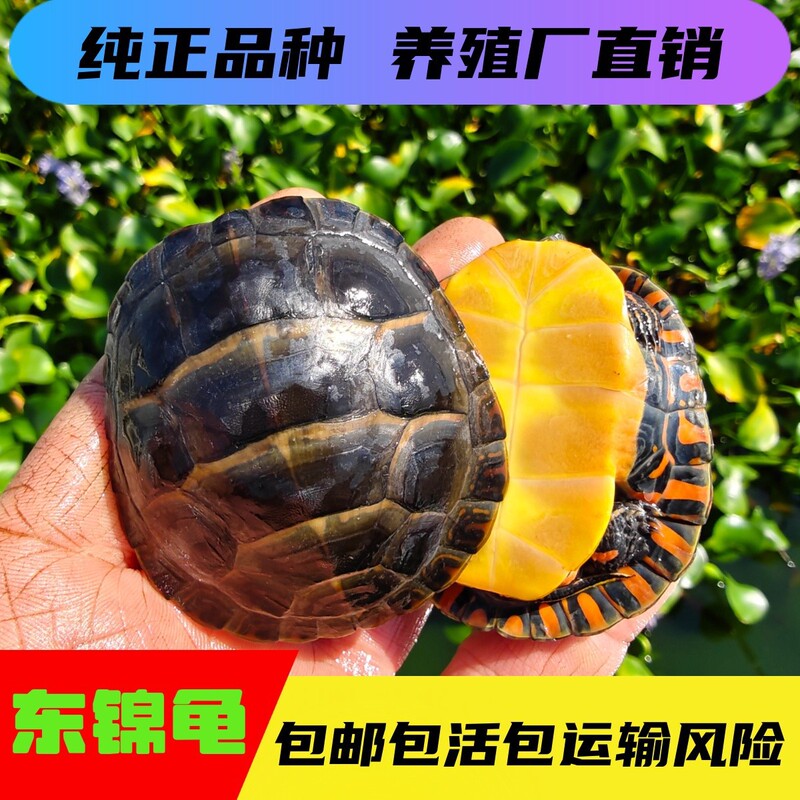 Wholesale of Eastern Mandarin Turtles, Small Mandarin Turtles, Deep Water Ornamental Turtles, Mixed Mandarin Turtles from Xiatang Cold Water Farm Wholesale of Eastern Mandarin Turtles, Small Mandarin Turtles, Deep Water Ornamental Turtles, Mixed Mandarin Turtles from Xiatang Cold Water Farm