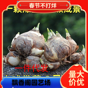 Dropshipping Zhangzhou Narcissus Bulb Potted Water-Raised Hyacinth with Buds for All Year Round and Double Petals for New Year's Eve Florals