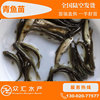 青魚苗 螺絲青魚苗 黑鲩魚苗 四大家魚魚苗 淡水養殖活體批發
