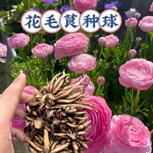 【花毛茛种球】洋牡丹种子水仙花香水铃兰朱顶红藏红花种球
