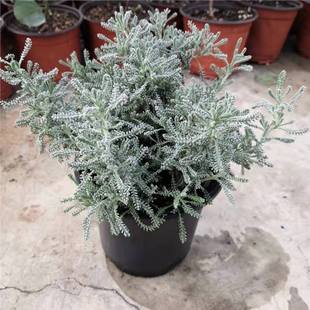 ���Rֲ���y���������ɼ���ﶬ�����ͺ���������ζ����������