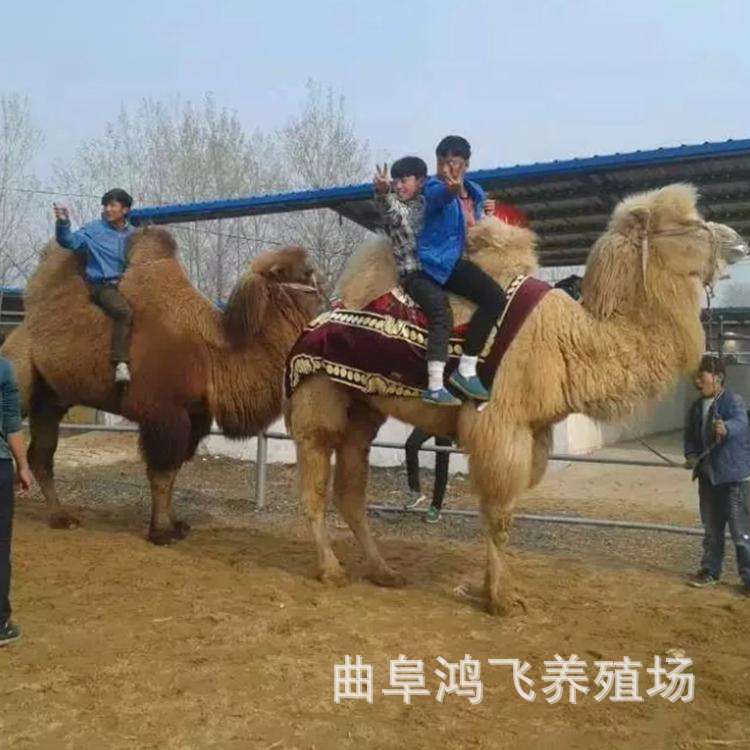 萌宠骆驼活体出售骑乘大骆驼多少钱哪里有卖小骆驼幼崽