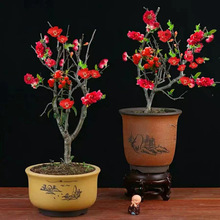 zĻԘϘ༾_辰Gֲ҃껨B