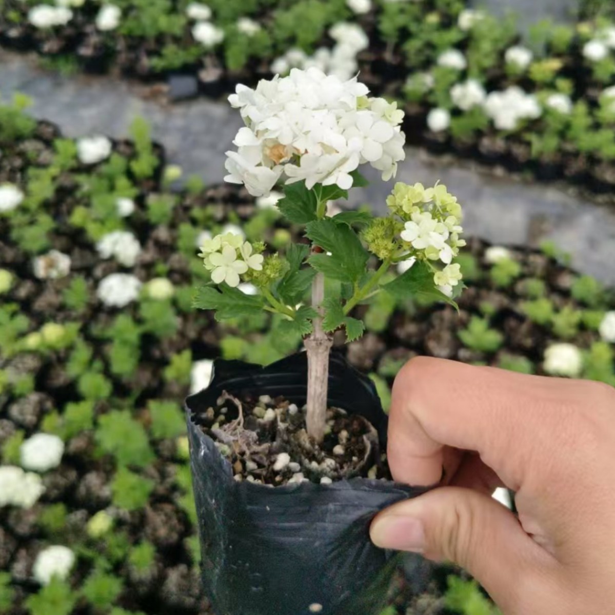 木绣球‘玫瑰 1.5年盆栽户外庭院花卉灌木