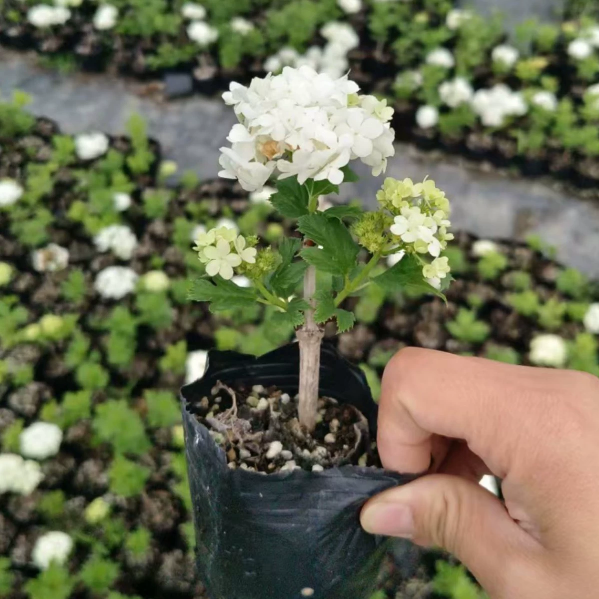 Европейская гортензия 'Роза' — это холодостойкое и термостойкое растение в горшке, подходящее для посадки в грунт на дворах и балконах, крупное зеленое растение.