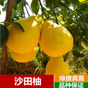 ���_���֘����Ә���t�����ּ޽�̩����Ƥ���ֹ�����箔��Y����