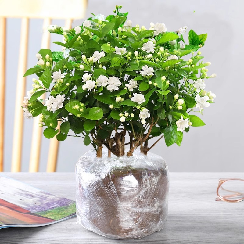 [싹 있음] 프리미엄 자스민 꽃(향기로운) 10개 + 영양액