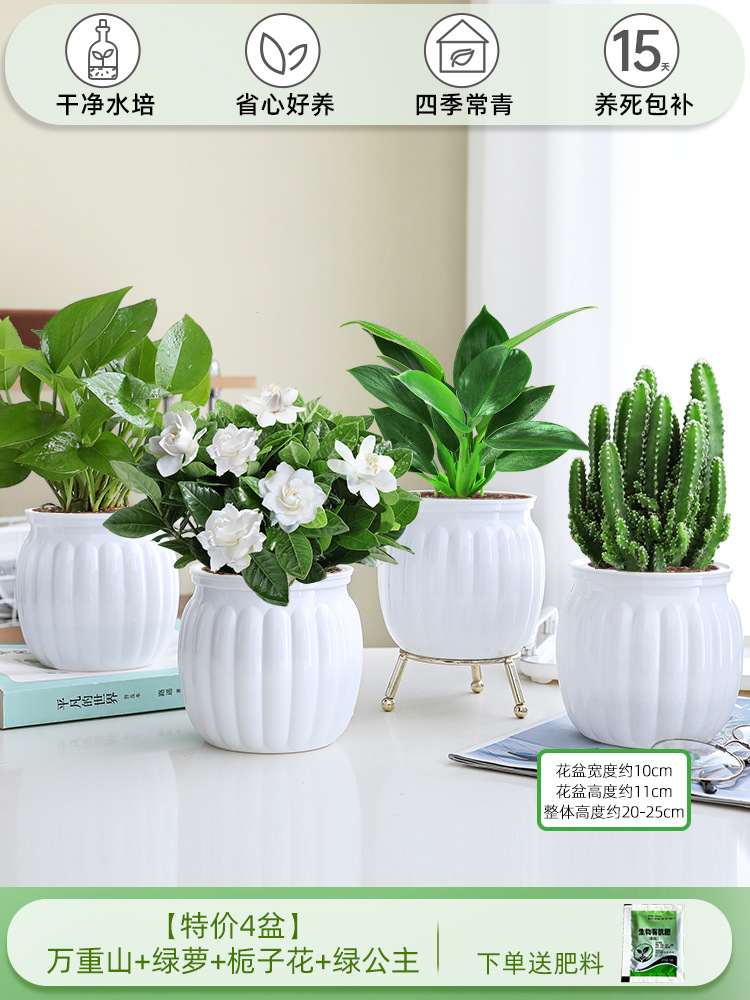 [특별 제공 화분 4개] 완중산 + 포토스 + 치자나무 + 그린 프린세스