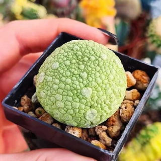 凝蹄玉仙人球盆栽办公室内桌面多肉植物防某射耐寒热客厅懒人好养