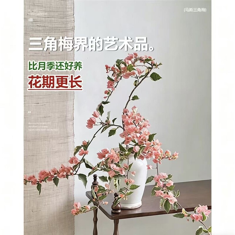 Mas Bougainvillea Potted Plant with Florals Old Pile Green Zhang Red Cherry Floating Branches Climbing Vine Plant Balcony Indoor Four-Season Blooming Florals