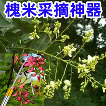 摘槐米神器中药材钩子槐花香椿高枝伸缩杆槐米采摘专用工具不锈钢