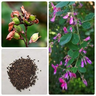 ľNo»ľNӺ֦ӷNӄe֦lƤS܊ļɲ