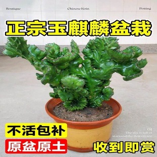 Jade Unicorn Potted Plant with Pot and Roots Indoor Living Room Office Desk Lucky Ornaments Florals Red Unicorn Succulent Plant