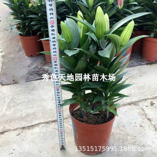 Perfume Lily Potted Plant with Buds Blooming and Fragrant Indoor Living Room Fragrant Florals New Year Spring Festival Festive Green Plants