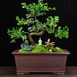 宜兴紫砂花盆精品古典高档手工方形盆景盆大号长方形马槽家用批发