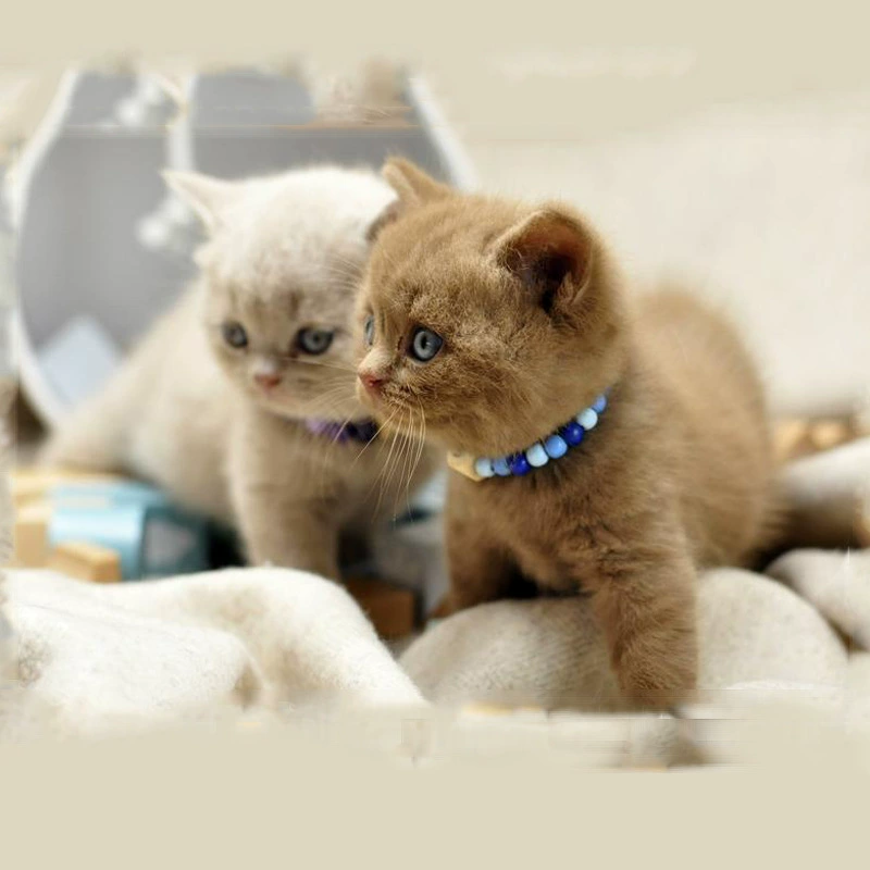 Andysentery Peptide Pet Cat Dog Кондиционер желудочно-кишечный антидиарейный целый флакон 18 мл