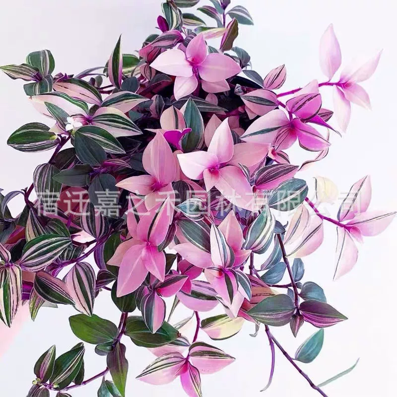 Картина маслом Свадебные хлорофиты Мясистые растения Гостиная Крытый Офис Цветы Горшечные растения Хорошее повышение Зеленые растения Фиолетовый Lulan