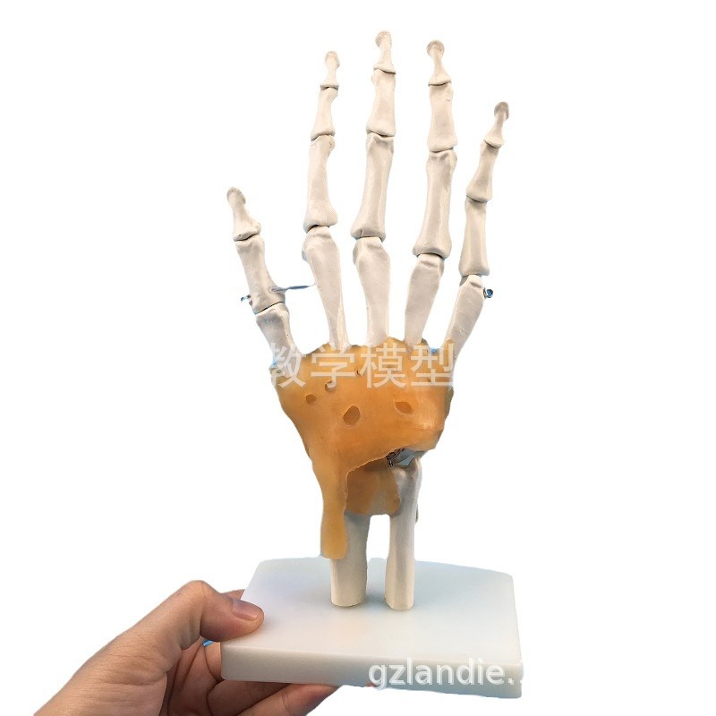 �ֹ�ģ���ֹؽ�ģ���ֹǴ��ʹ��ֲ����ƹ����ṹ��ģ����ؽڽṹ