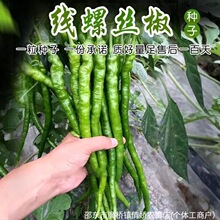 �ݽz�����N�ӱ�Ƥ�L������Ʒ�N�����Ϸ������߲˷N������