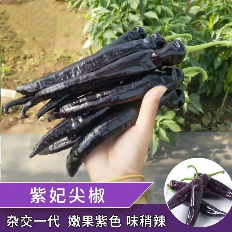 Семена Перца Красочные Перец Чаотянь Перец Рог Перец Четыре Сезона Посадка Пастырское Высокоурожайные Съедобные Семена Овощей В Горшке