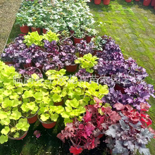 矾根种植基地批发  观叶盆栽宿根花卉公园庭院绿化多色矾根盆栽