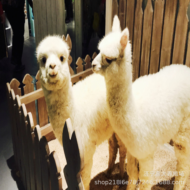 a9f122f325eca610851ccbfc2771fa