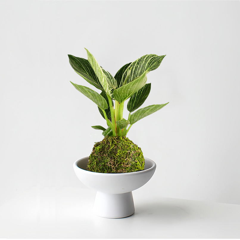 苔藓球植物铂金钻水养绿植办公室桌面四季常青盆栽净化空气好养活