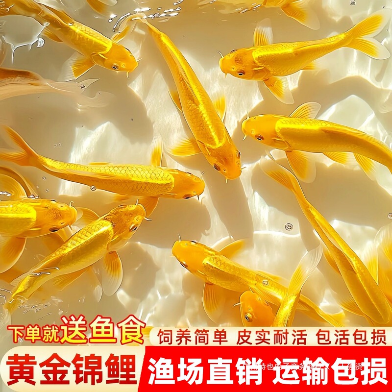 Koi Fish Can Be Raised in Tap Water, Cold Water Fish, Small Goldfish, Ornamental Fish, Live Fish