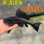 鱼场直销清道夫女王豹纹清洁工大型垃圾热带鱼除藻淡水观赏鱼