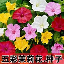 Nûݵ׻ļ̨֬ͥԺ׷NԻZ