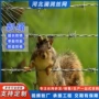 双股f-bw-c刺铁丝铁丝刺绳