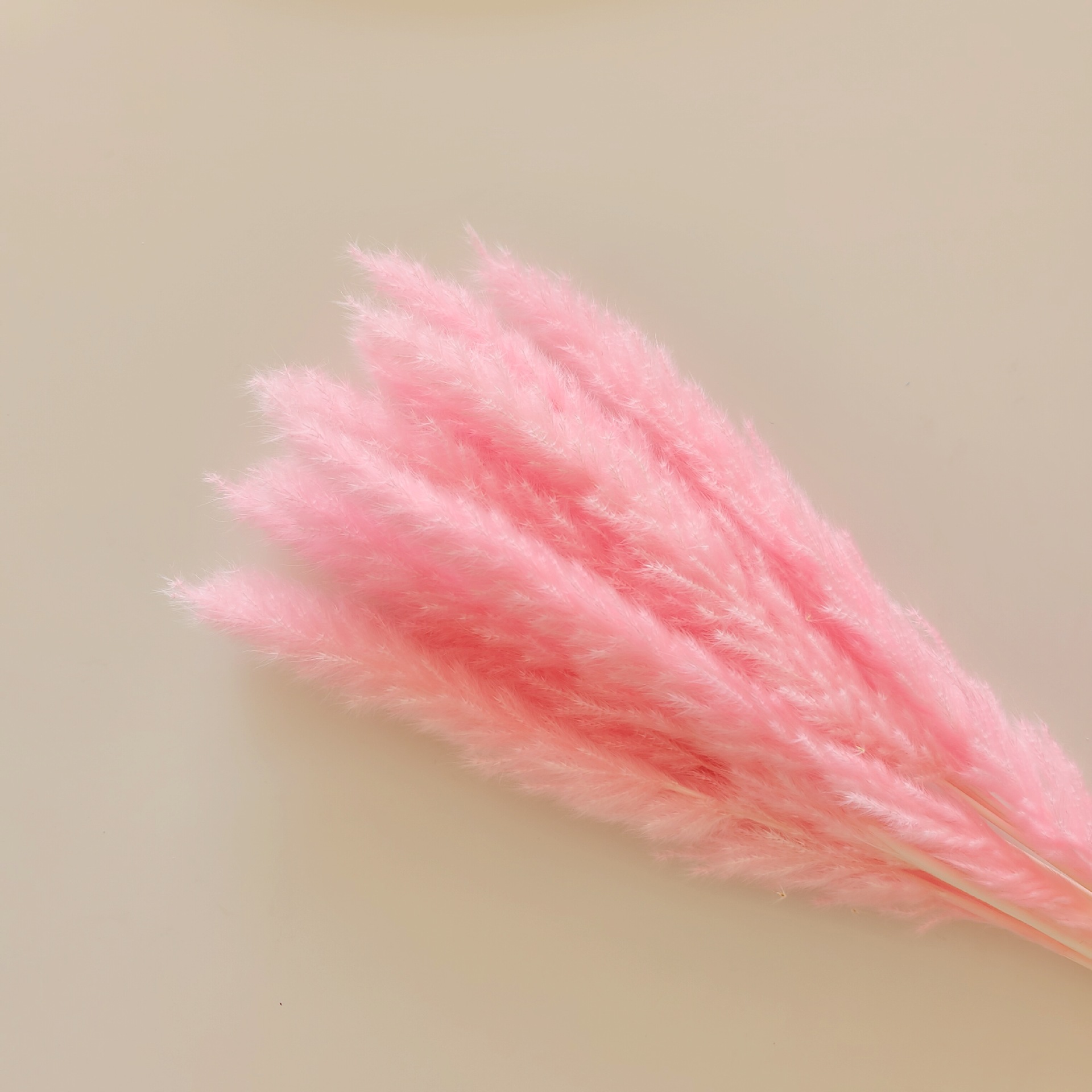 라이트 핑크 15가지