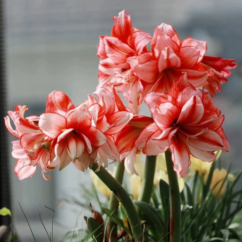 Красные луковицы амариллиса, пуансеттия, кливия, комнатные горшечные растения, почва для бонсай, красные семена, луковицы