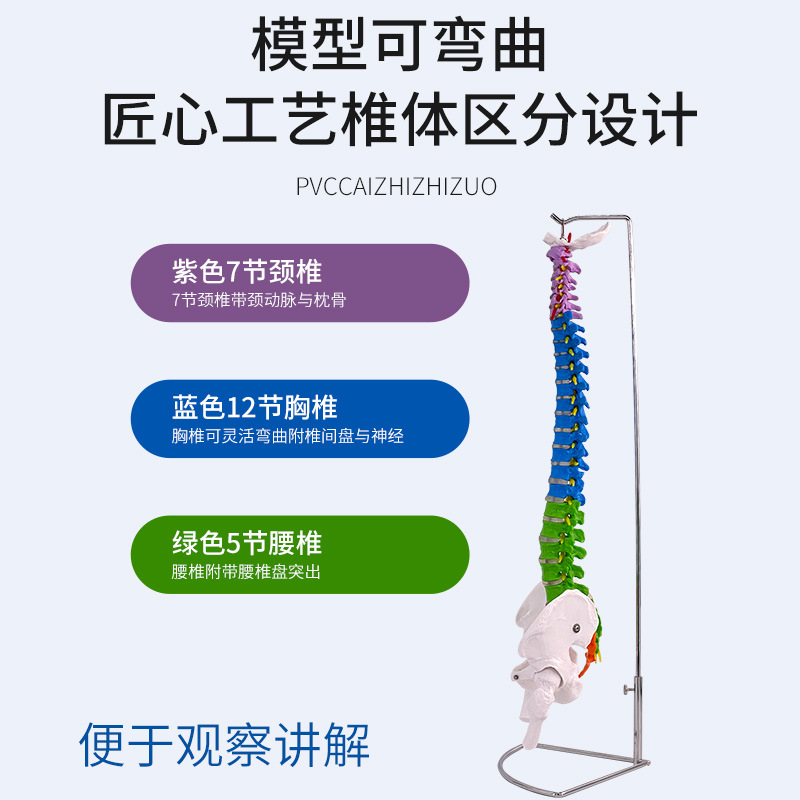 80cm ��ɫ��׵�����輰�ɹ�ģ�ͳ���һ��һ ��Ȼ�����弹׵������