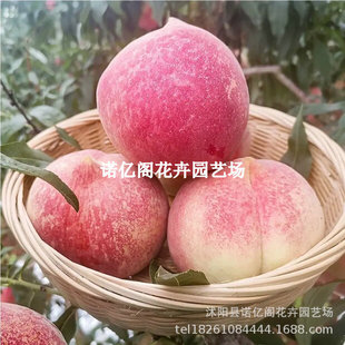 �Ҙ����޽�����ͻ���Ҙ������������ͥԺ�����ϱ�������Y��